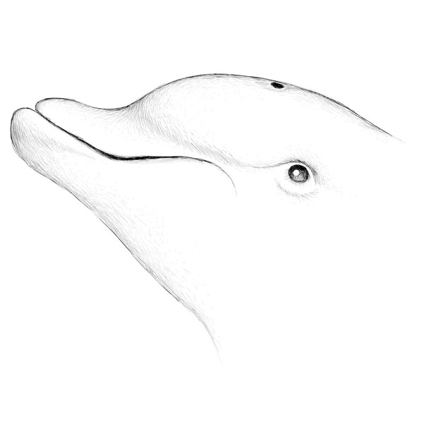 Delfíní plakát, jednoduše vektorová ilustrace   - Vektor, obrázek