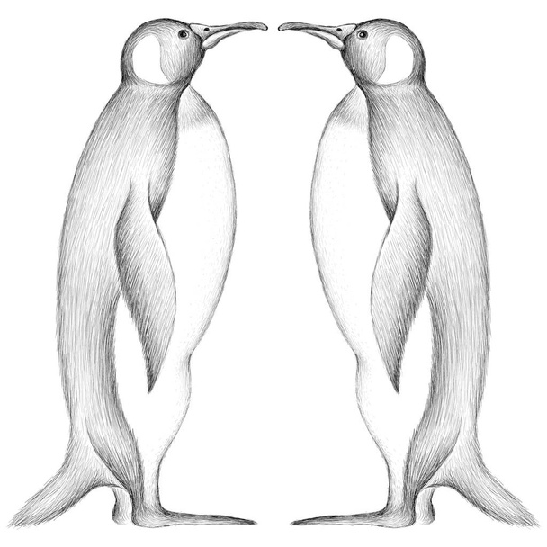 πιγκουίνοι σε λευκό φόντο, απλά διανυσματική απεικόνιση  - Διάνυσμα, εικόνα