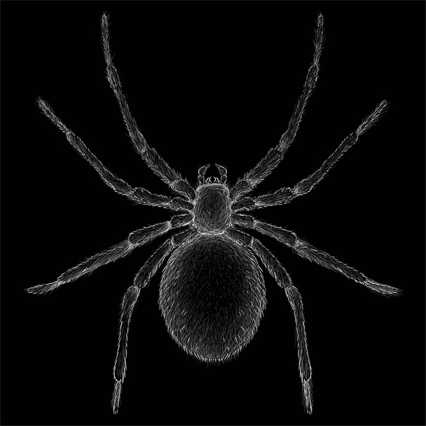 εικονίδιο αράχνης, απλά διανυσματική απεικόνιση  - Διάνυσμα, εικόνα