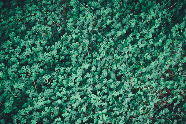 folhas verdes de medicago arábica ou fundo trevo coração
 - Foto, Imagem