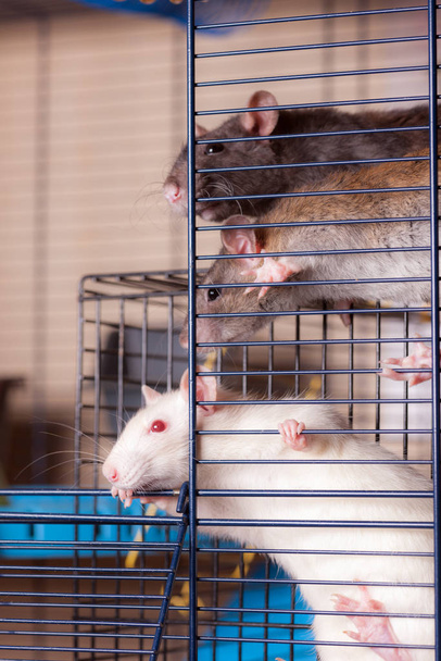 nieuwsgierige tamme ratten - Foto, afbeelding