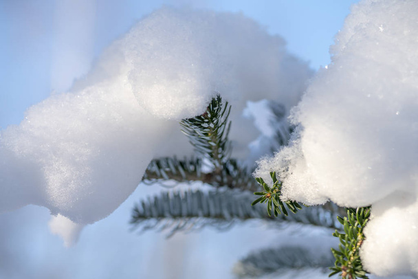Корейская ель находится под огромными снежными шапками
 - Фото, изображение