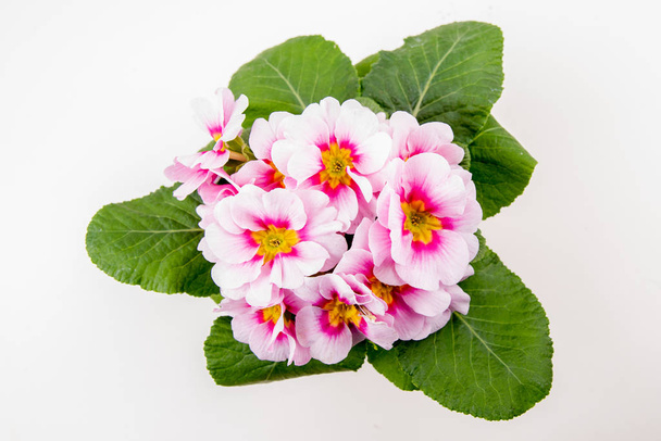 растение розовых приманок, макро крупным планом
 - Фото, изображение