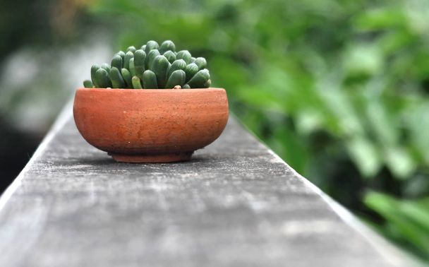 Little cactus in earthenware, Haworthia Obtusa - Фото, изображение