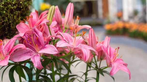крупним планом барвисті квіти
 - Фото, зображення