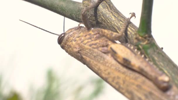 Grasshopper marrón en un palo. Extremo primer plano macro disparo
. - Metraje, vídeo