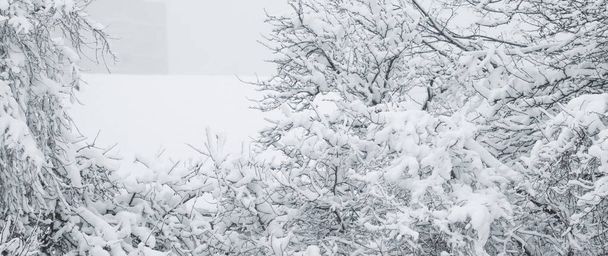 Zimowe abstrakcyjne tło, piękne drzewa pokryte śniegiem, C - Zdjęcie, obraz