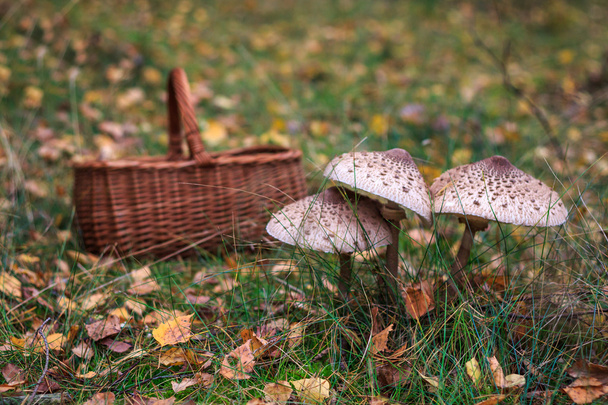Parasol mushrooms and wicker basket - Photo, Image
