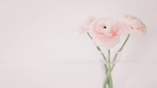 Floral background. Pink Ranunculus on a white background. Romantic background for invitations and greeting cards.  copy space. - Foto, afbeelding