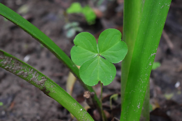 Şanslı İrlanda Dört Yaprak Yongası  - Fotoğraf, Görsel