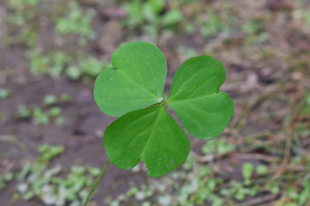 Trèfle à quatre feuilles irlandais chanceux sur le terrain
  - Photo, image