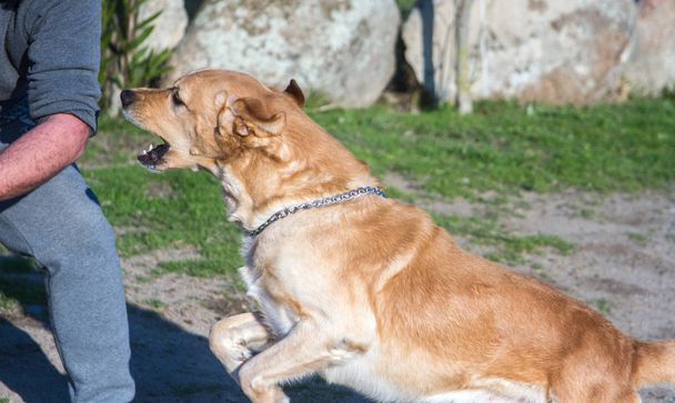 furious dog similar to the labrador breed that attacks one hand with teeth clearly visible - 写真・画像