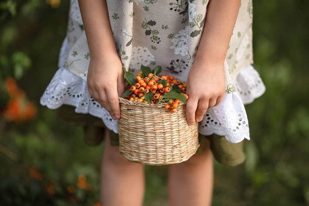 basket with orange berries in the hands of a girl - Zdjęcie, obraz
