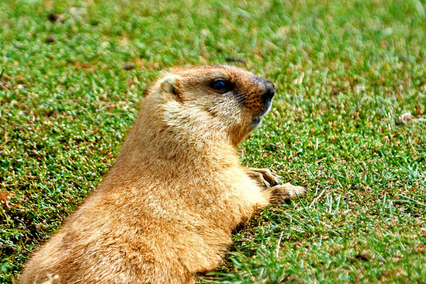 Marmotta delle steppe (Marmota bobak) in estate.La marmotta delle steppe è una specie di marmotta che abita le steppe dell'Europa orientale e dell'Asia centrale
. - Foto, immagini