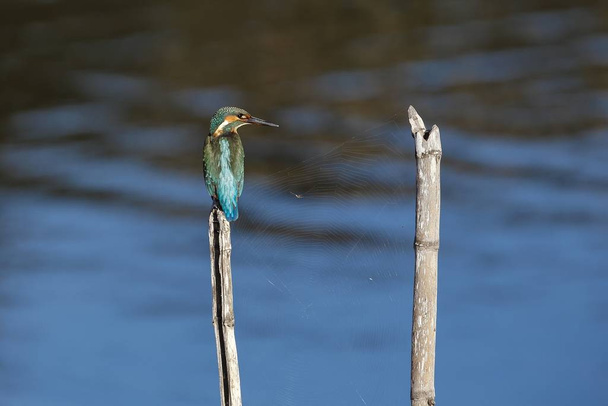 Wintering Common kingfisher Alcedo atthis perched on reed fragment with a spider web. Ghadira Nature Reserve, Malta, Mediterranean - Photo, Image