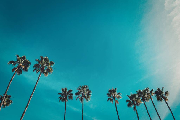 Açık mavi gökyüzünün altında güzel palmiye ağaçlarının alçak açılı görüntüsü - Fotoğraf, Görsel