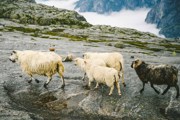 Landscape with sheeps in Southwestern Norway - 写真・画像