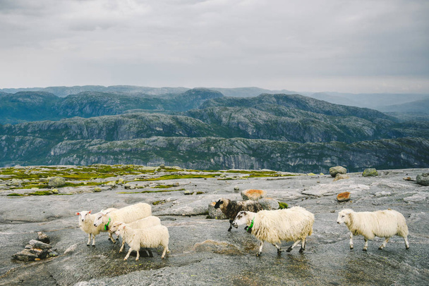Landscape with sheeps in Southwestern Norway - Fotoğraf, Görsel