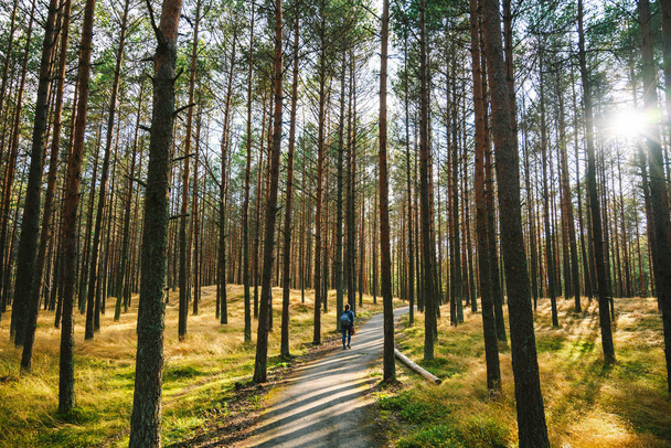 Pine forest. Smiltyne, Curonian Spit, Lithuania - Fotografie, Obrázek