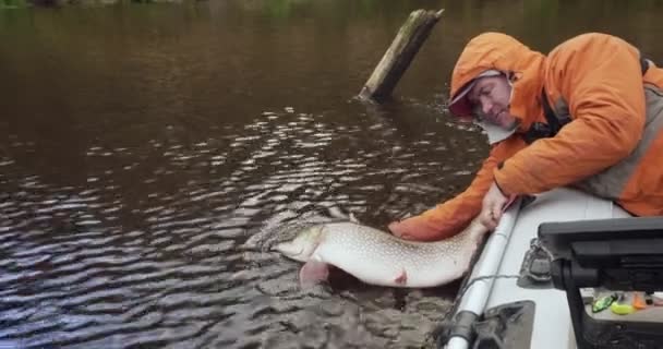 Fisherman lets go just caught pike fish. - Footage, Video