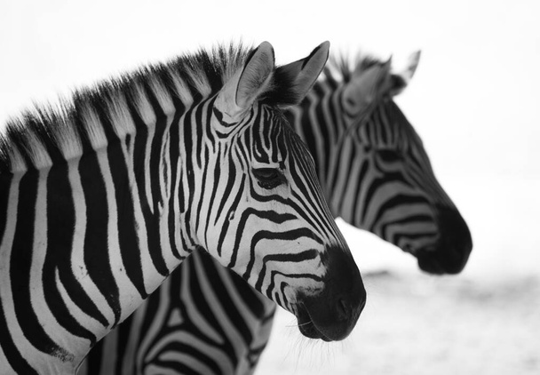 perto de um par de zebras de pé lateralmente
 - Foto, Imagem