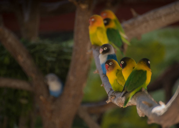 sok színes papagáj áll egy ágon - Fotó, kép