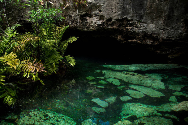 The Crystal Cenote v Quintana Roo, Mayan Riviera, Mexiko je přírodní oblast, kde najdete 3 otevřené cenoty, které zahrnují 1 malou jeskyni, ideální pro šnorchlování - Fotografie, Obrázek