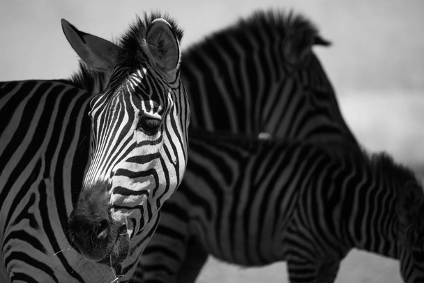 primo piano di zebre tra ombre
 - Foto, immagini