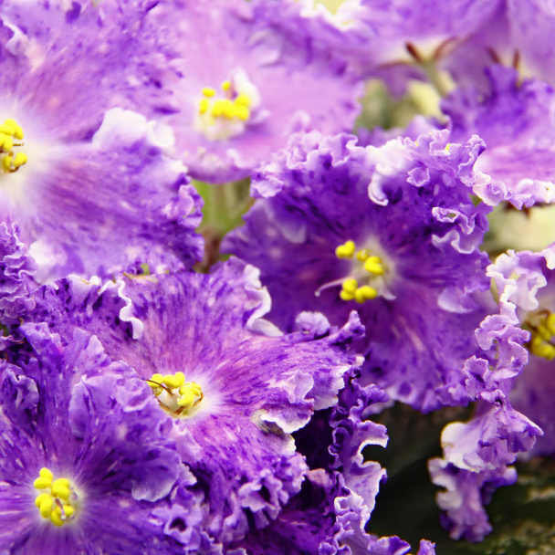 Linda Saintpaulia ou violeta Uzumbar. Flores interiores. Fundo floral natural
. - Foto, Imagem