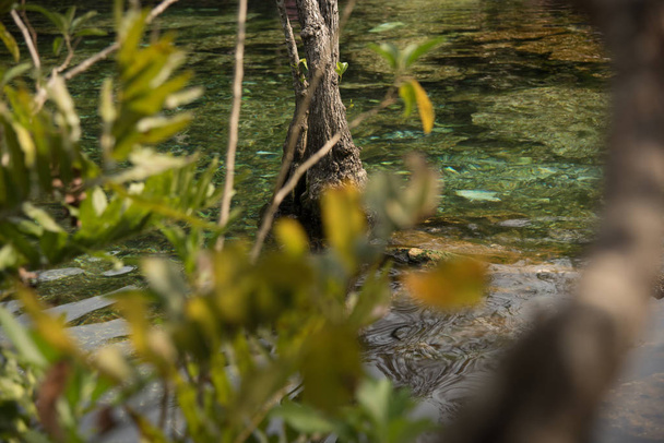 El Cenote de Cristal en Quintana Roo, Riviera Maya, México es un área natural donde se pueden encontrar 3 cenotes abiertos que incluyen 1 pequeña cueva, ideal para hacer snorkel
 - Foto, Imagen