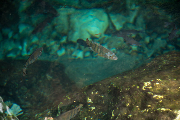 Quintana Roo, Mayan Riviera, Meksika 'daki Crystal Cenote doğal bir yerdir. Burada, şnorkelle yüzmek için ideal 3 açık mağara bulunur. - Fotoğraf, Görsel