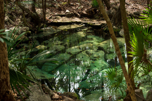 Quintana Roo, Mayan Riviera, Meksika 'daki Crystal Cenote doğal bir yerdir. Burada, şnorkelle yüzmek için ideal 3 açık mağara bulunur. - Fotoğraf, Görsel
