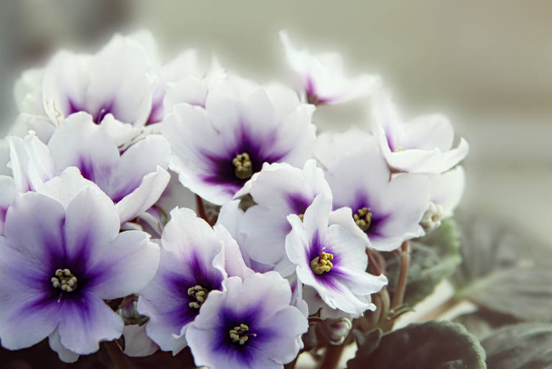 Όμορφη Saintpaulia ή Uzumbar βιολέτα. Εσωτερικά λουλούδια. Φυσικό φόντο λουλουδιών. - Φωτογραφία, εικόνα