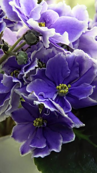 Krásná Saintpaulia nebo Uzumbar fialová. Vnitřní květiny. Přírodní květinové pozadí. - Fotografie, Obrázek
