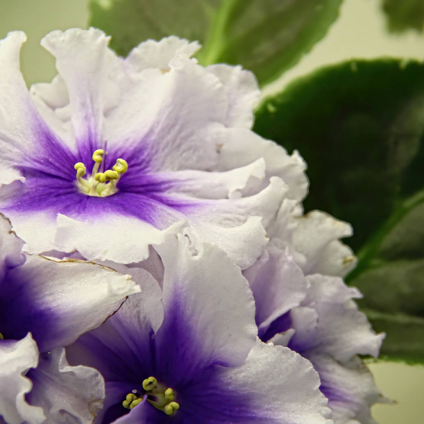 Gyönyörű Saintpaulia vagy Uzumbar viola. Beltéri virágok. Természetes virágos háttér. - Fotó, kép
