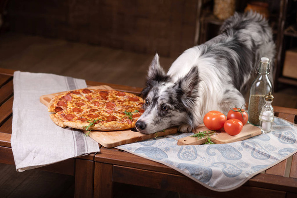 Kutya az asztalnál pizzával. Border Collie a konyhában. - Fotó, kép