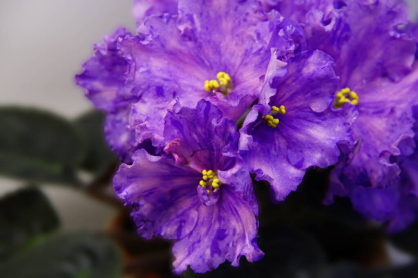Kaunis Saintpaulia tai Uzumbar violetti. Sisäkukat. Luonnon kukkatausta
. - Valokuva, kuva