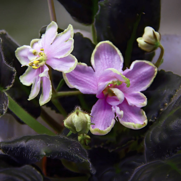 Belle Saintpaulia ou Uzumbar violet. Fleurs d'intérieur. Fond floral naturel
. - Photo, image