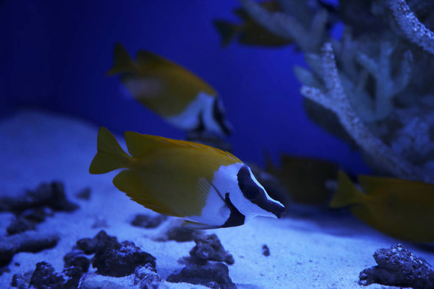 Beautiful yellow longnose butterfly fish in clear toned blue aquarium - Foto, Bild