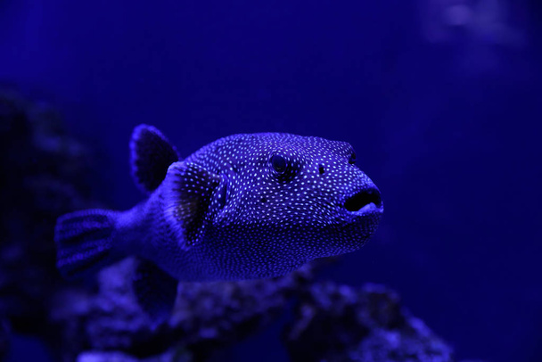 Beautiful pufferfish swimming in clear toned blue aquarium, closeup - 写真・画像