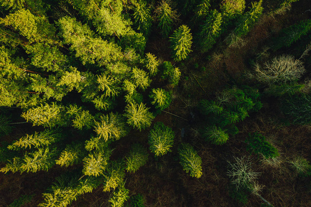 Зелений сосновий ліс зверху, Латвійський ліс, знятий з безпілотної камери. - Фото, зображення