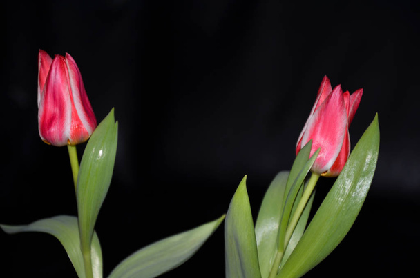 Пара червоних тюльпанів з чорним фоном і зеленим листям
 - Фото, зображення