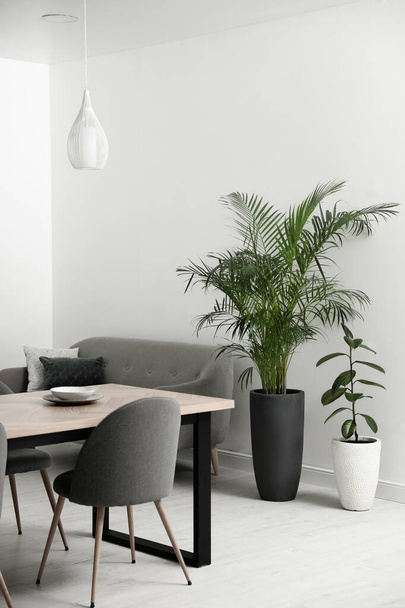 Beautiful potted plants in modern living room - Fotoğraf, Görsel
