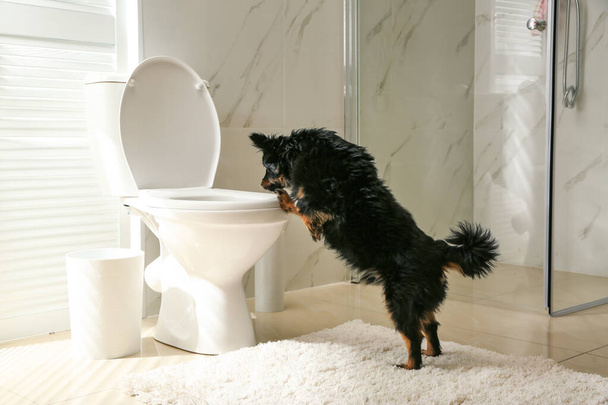 Χαριτωμένο σκυλί ψάχνει σε λεκάνη τουαλέτας στο μοντέρνο μπάνιο - Φωτογραφία, εικόνα