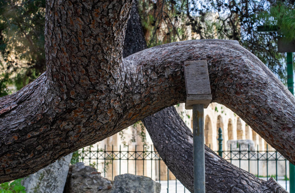 Pillar supports large textured pine tree trunk that is tilted in - Photo, Image