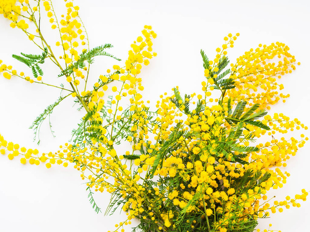 жовті квіти мімози на білому тлі
 - Фото, зображення