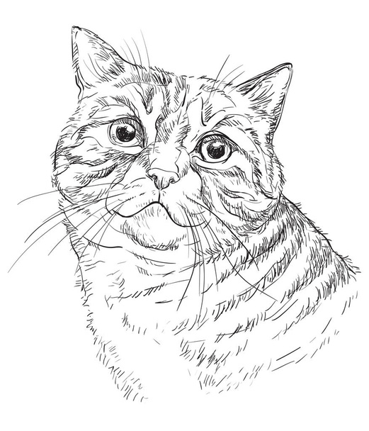 ベクトル手描き猫1 - ベクター画像