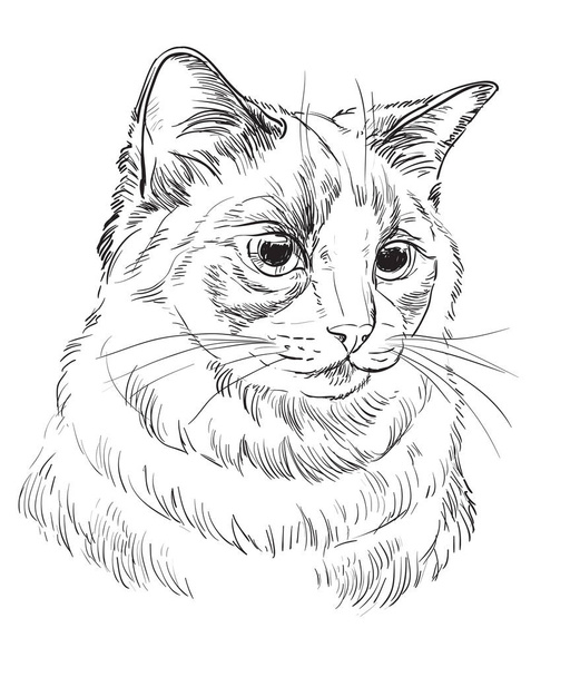 Vektor ručně kreslení kočka 5 - Vektor, obrázek