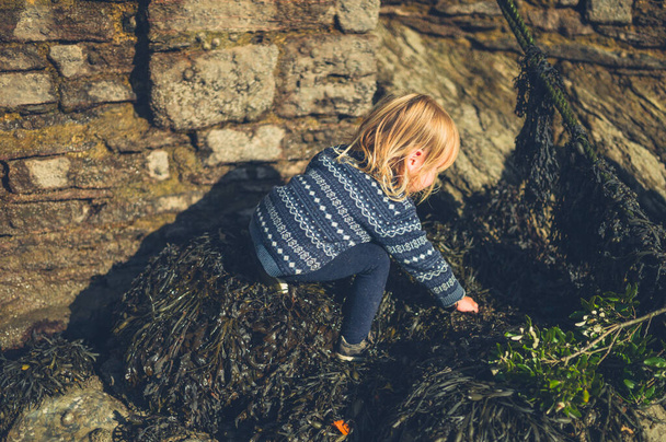 Little toddler climbing on seaweed covered rocks - Valokuva, kuva