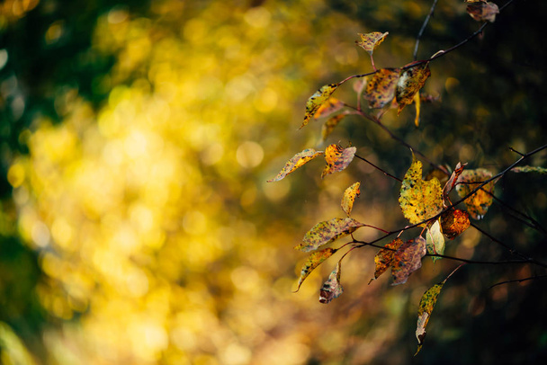 Orange autumn leaves on yellow swirling bokeh background in sunset. Scenic autumn rich flora in golden hour. Colorful foliage in sunrise. Natural multicolor plants in sunlight. Fall nature backdrop. - Fotografie, Obrázek